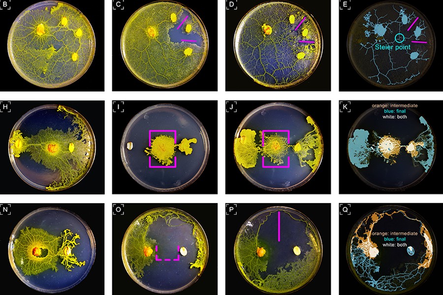 Physarum polycephalum growing across a laser-patterned dish