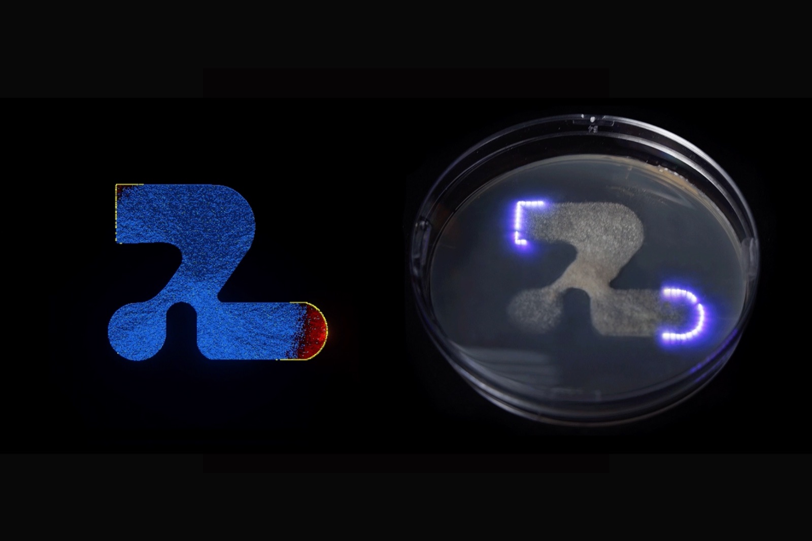 Mucor growth on an agar plate patterned by laser light
